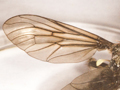 Dioctria atricapilla